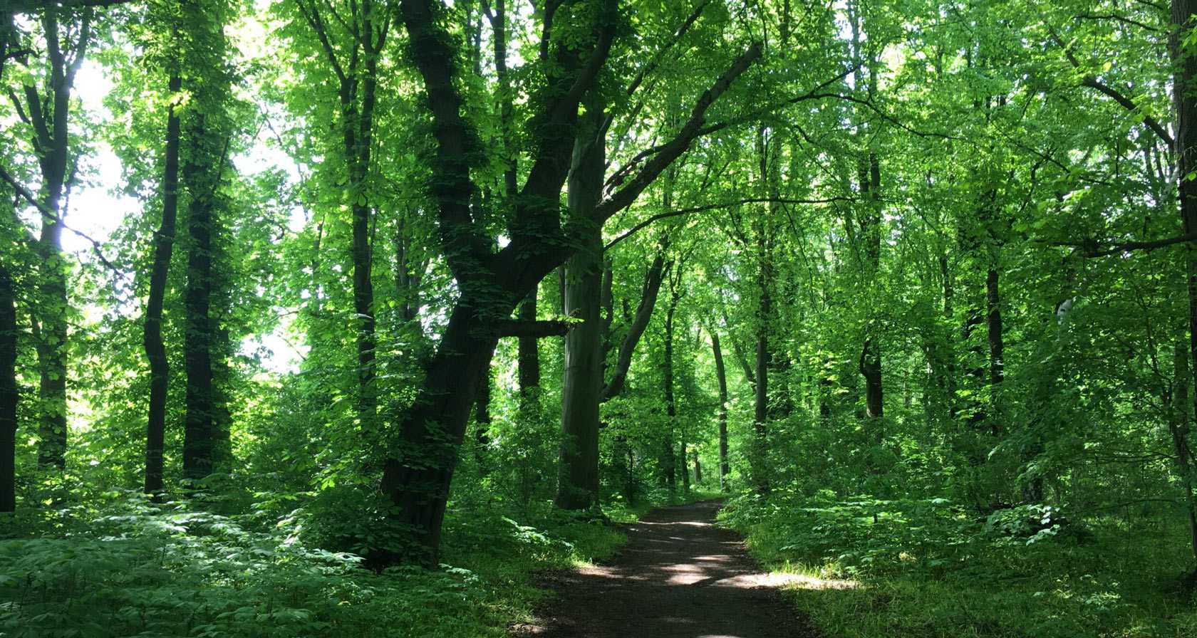 Massage in Friedrichshain Symbolbild Wald